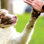 Mmk High5 Web
