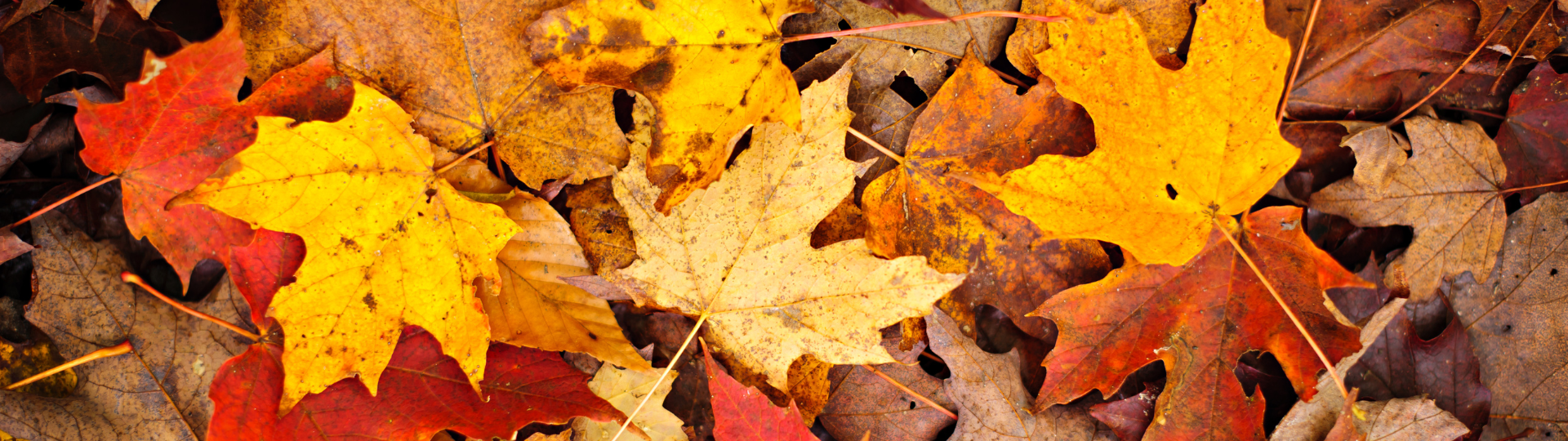 Website Banners (30)